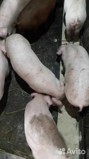 Поросята