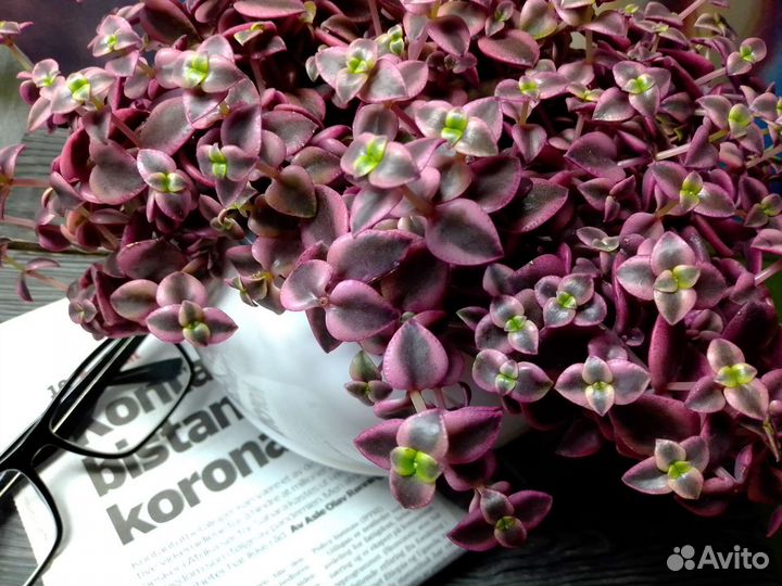 Ампельные суккуленты