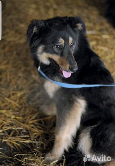 Собака красивая в дар