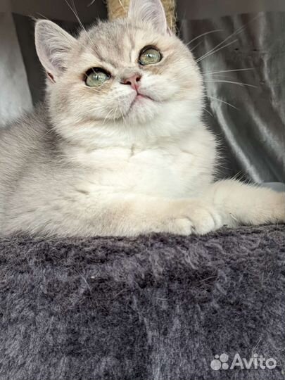 Котёнок британской шиншиллы Ay 11