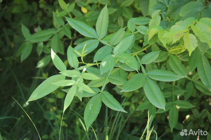 Зантоксилум (Желтодревесник), семена