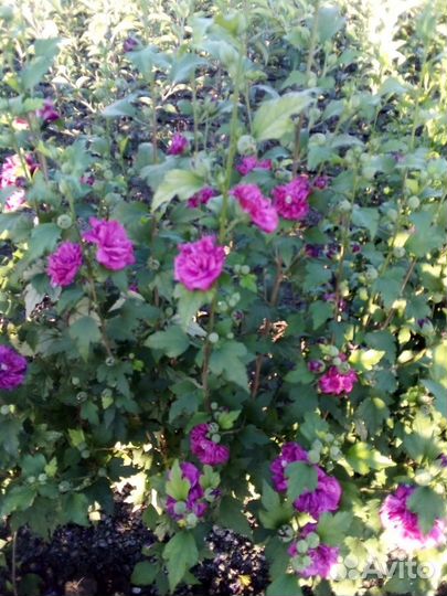 Гибискус махровый