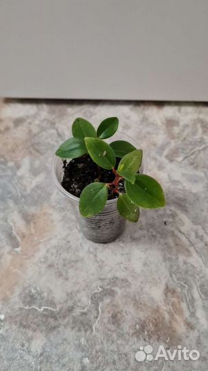 Мини пепперомия