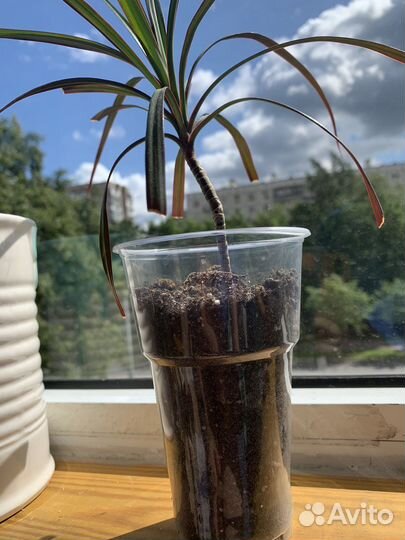 Драцена Маргината