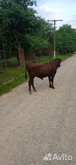 Крупно рогатый скот