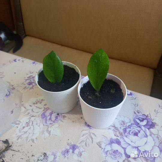 Замиокулькас