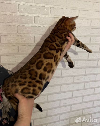 Бенгальская кошка в Чите
