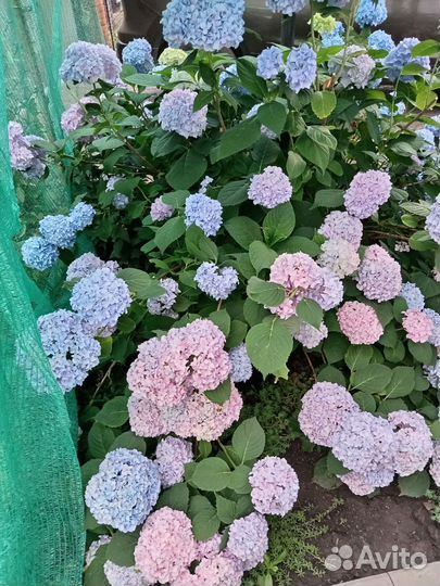 Гортензия на срез