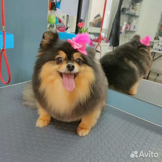 Грумер Сочи