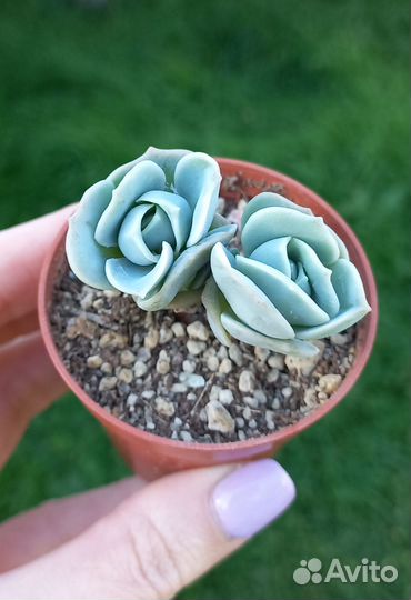 Суккуленты в Серпухове почтой по РФ (часть 6)