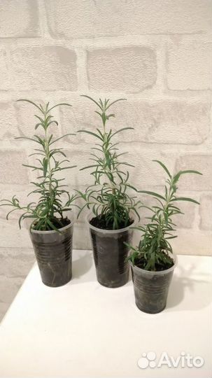 Саженцы розмарина