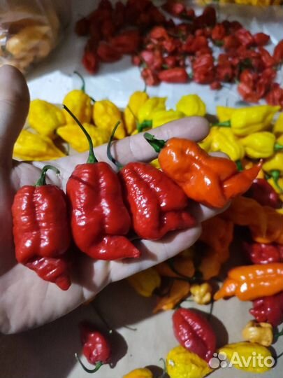 Семена острого перца Чили суперхот