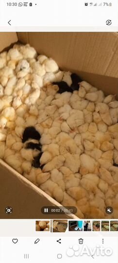 Цыплята бройлеры кобб 500/ мясо бройлера