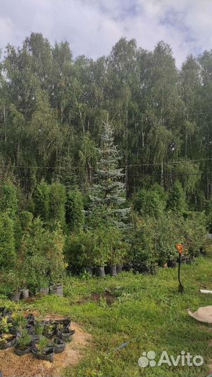 Туя выращенная на Урале