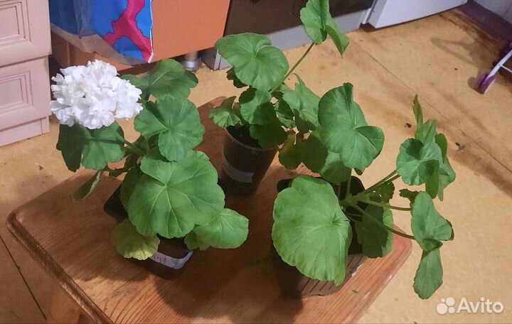 Пеларгония Dovepoint