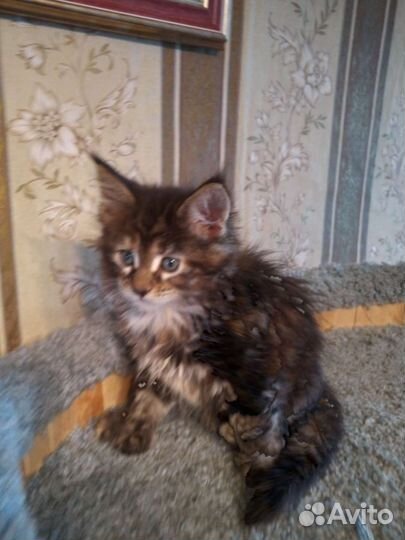 Котята мейн-кун