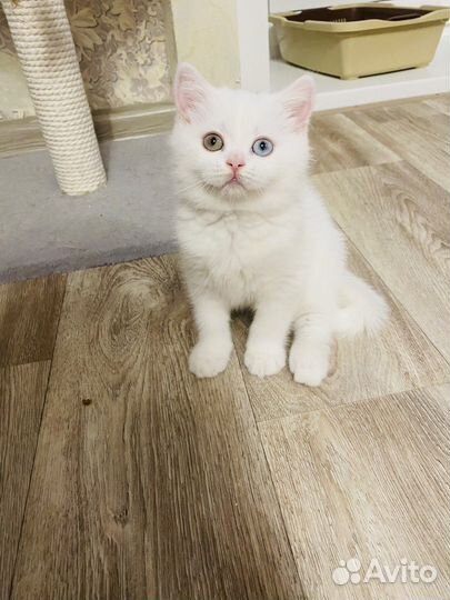 Шотланский котик