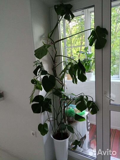 Комнатные цветы монстера
