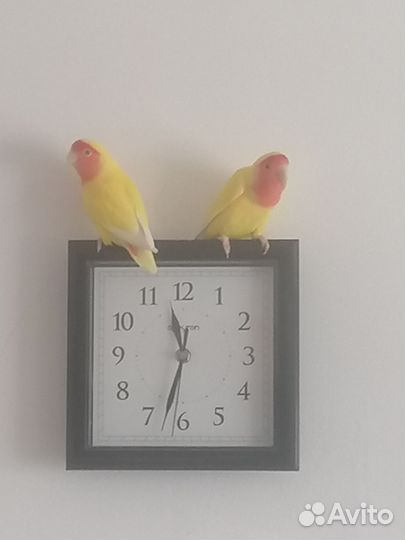 Неразлучники