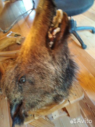 Свинячье рыло