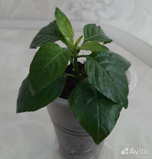 Кроссандра желтая