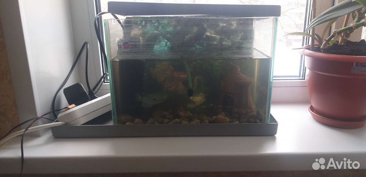 Аквариум