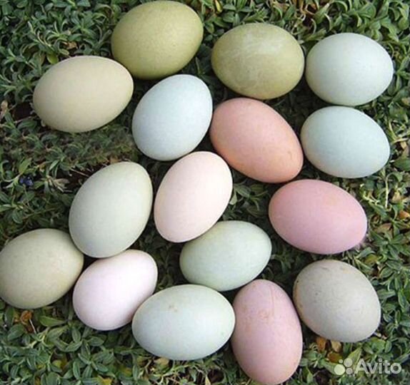 Инкубационное яйцо