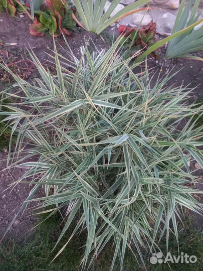 Фалярис тростниковый Триколор