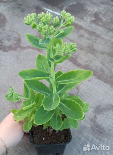 Очиток (седум)