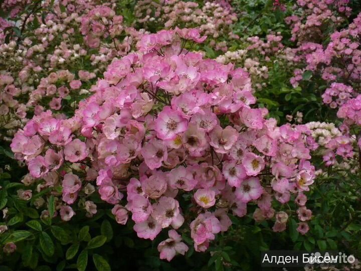 Саженцы мускусных роз