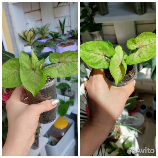 Сингониумы сортовые