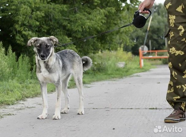 Нежная собака ждёт в приюте