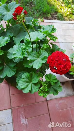Пеларгония герань