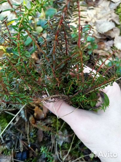 Саженцы черники, голубики, брусники, костяники