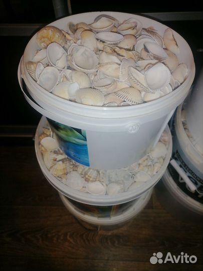 Черноморские ракушки