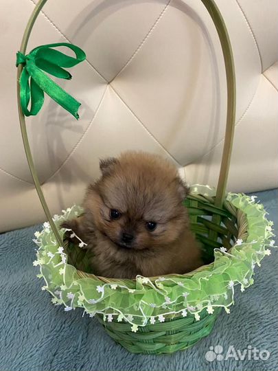 Шпиц девочка