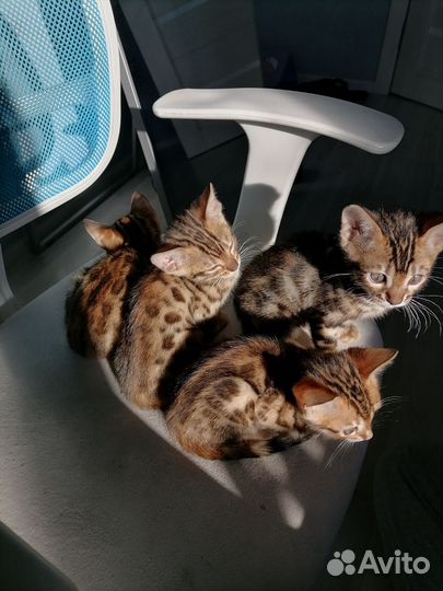 Бенгальские котята