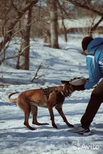 Дрессировка собак защитный раздел