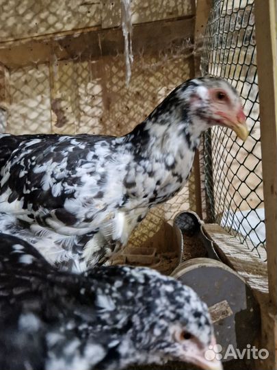 Молодые петухи брама мрамор