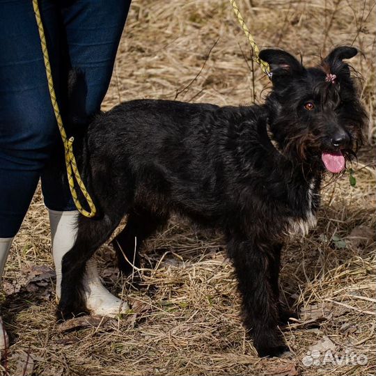 Золушка, любит людей и лужи) стерилизована