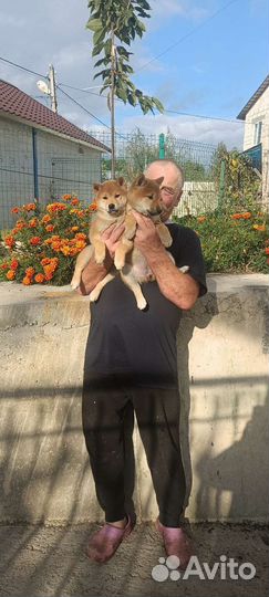 Девочки Сиба ину