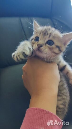 Котята в дар от кошки-мышеловки