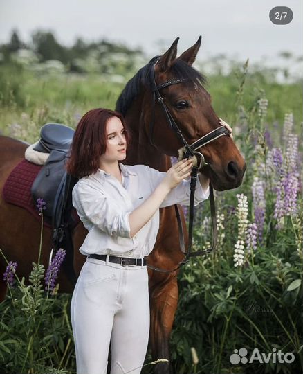 Аренда лошади