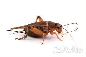 Кормовые насекомые (живые)
