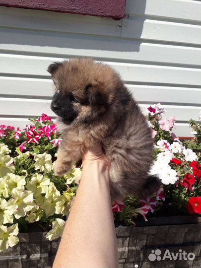 Щенки шпица