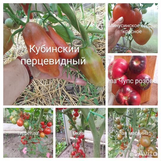 Семена помидор, томатов