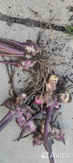 Клубни канны