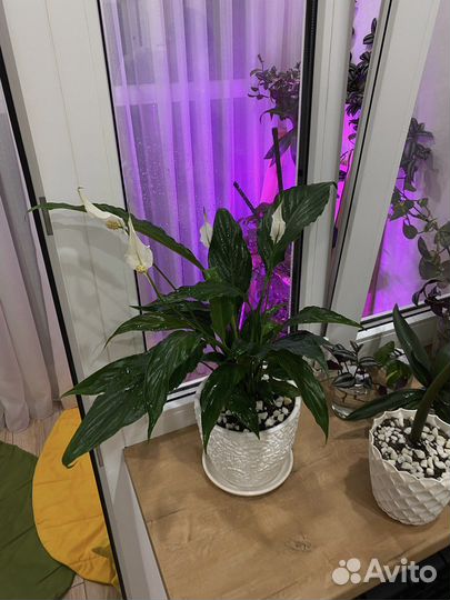 Женское счастье/Спатифиллум