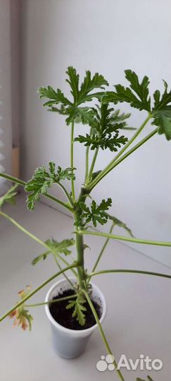 Герань пеларгония душистая мята лайм