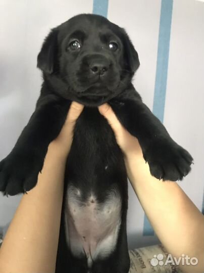 Щенки лабрадора